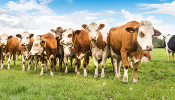 Category image: Animals, Livestock, Poultry & Pets