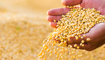 Category image: Seed, Feed, Crop Inputs